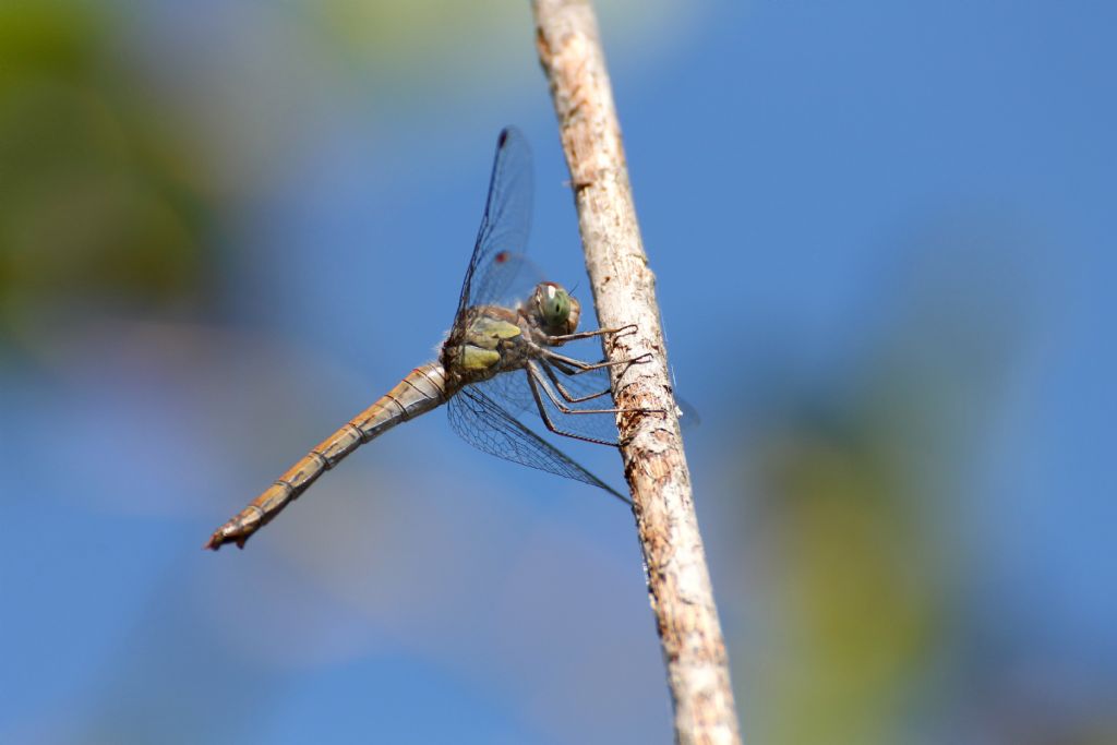 Sympetrum striolatum,  femmina